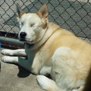 Picture of Lila