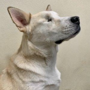 Picture of Lila