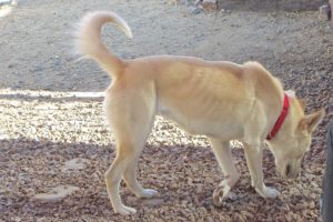 Picture of Lila