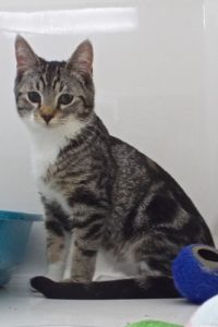 Picture of MacIntosh