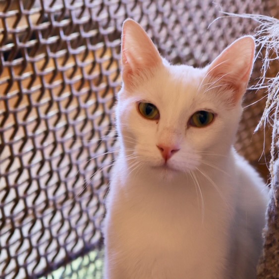 Marimba The Animal League Of Green Valley