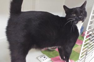 Picture of Mittens
