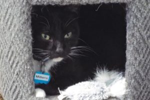 Picture of Mittens