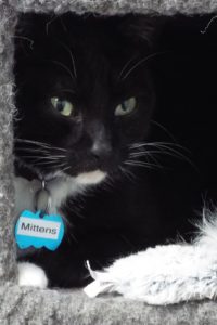 Picture of Mittens