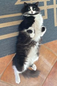 Picture of Oscar
