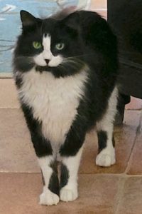 Picture of Oscar