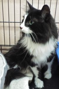 Picture of Oscar
