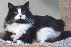Picture of Oscar