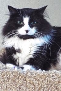 Picture of Oscar