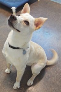 Picture of Polar