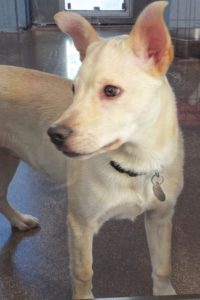 Picture of Polar