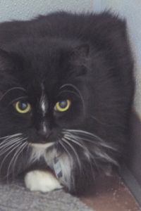 Picture of Pretty Girl