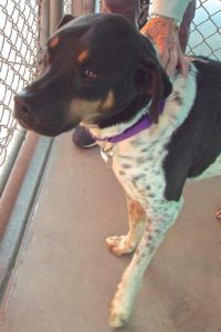 Picture of Roxanne