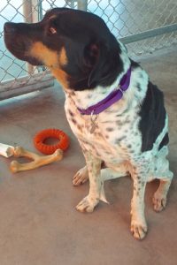 Picture of Roxanne