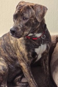 Picture of Ruby