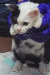 Picture of Sausalita