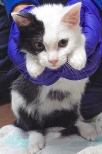 Picture of Sausalita