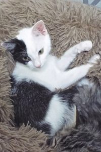 Picture of Sausalita