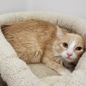 Picture of Supercali