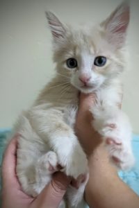 Picture of Supercali