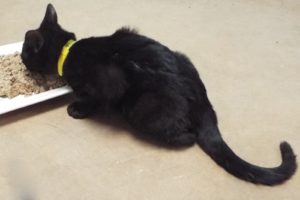 Picture of Tinsel