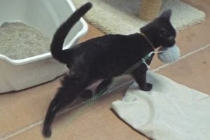 Picture of Tinsel