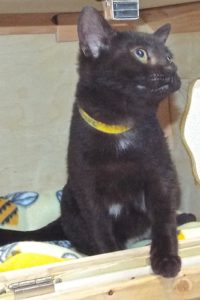 Picture of Tinsel