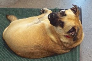 Picture of Xena