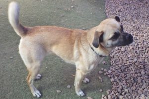 Picture of Xena