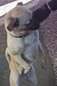 Picture of Xena