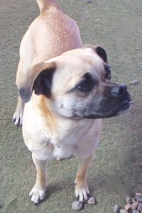 Picture of Xena