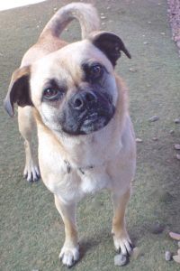 Picture of Xena