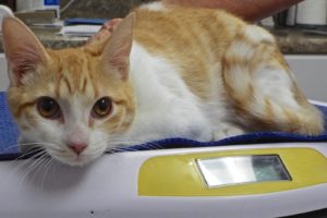 Picture of Bongo