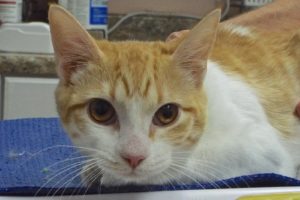 Picture of Bongo