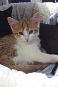 Picture of Bright