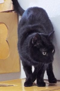 Picture of Castiel