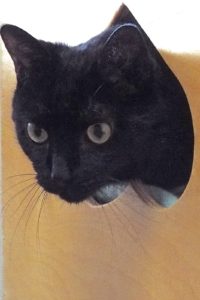 Picture of Castiel