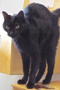 Picture of Castiel