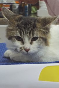 Picture of Cabasa