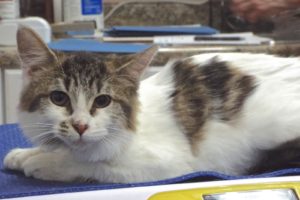 Picture of Cabasa