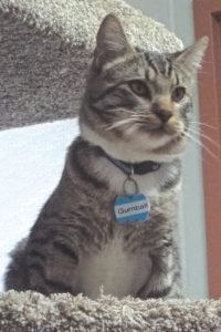 Picture of Gumball