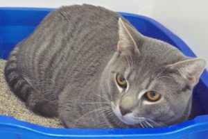 Picture of Kitty