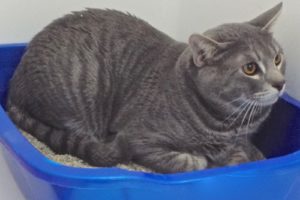 Picture of Kitty