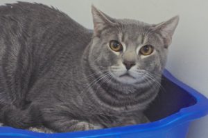Picture of Kitty