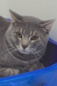 Picture of Kitty