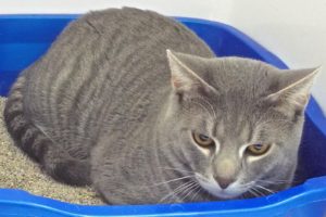 Picture of Kitty