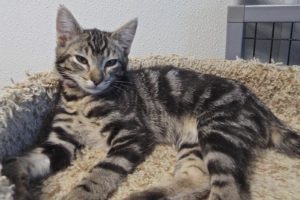 Picture of Lexus