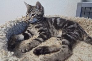 Picture of Lexus