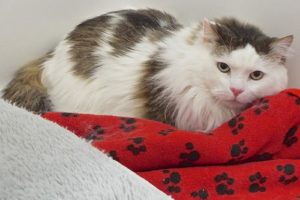 Picture of Lucky