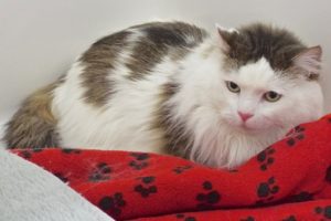 Picture of Lucky